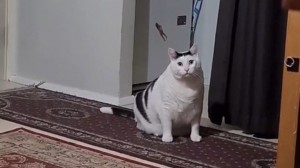 Create meme: meme cat, fat cat, cat
