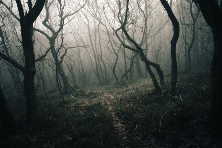 Create meme: fog forest, scary forest, dark forest