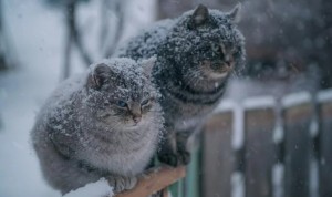 Создать мем: зима в россии, котики в снегу картинки, кошка