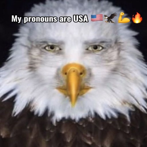 Create meme: eagle , white eagle bird, bald eagle 