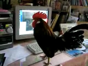 Create meme: rooster, cock cock, cock at the computer