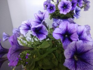 Create meme: Petunia Bush, Petunia, Petunia limbo blue veined.