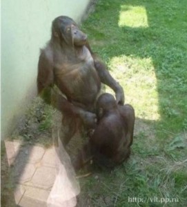 Create meme: eggs orangutan, blow monkey, sucks gorilla