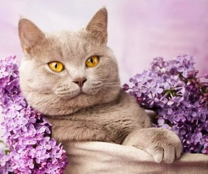 Create meme: cat cute, kedicik, Wallpaper