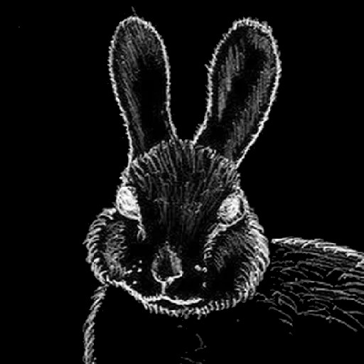 Create meme: A legless rabbit, Legless rabbit original, black hares