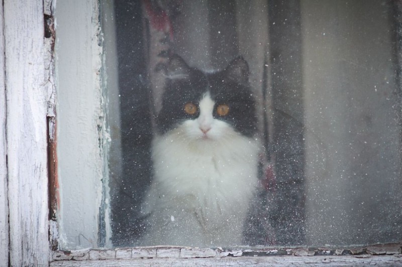 Create meme: the cat outside the window, cat on the window, the cat in the window