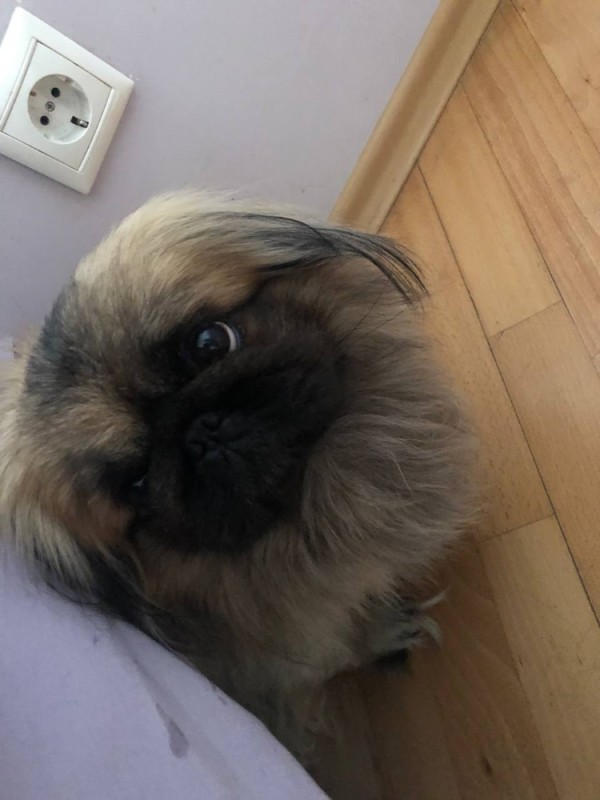 Create meme: dog Pekingese, Pekingese, breed Pekingese