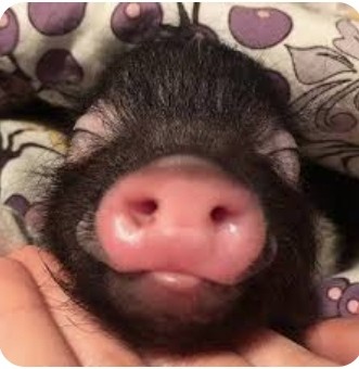 Create meme: mumps , piggy mini pig, mini pig