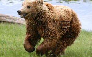 Create meme: young bear, Kodiak bear, bear bear
