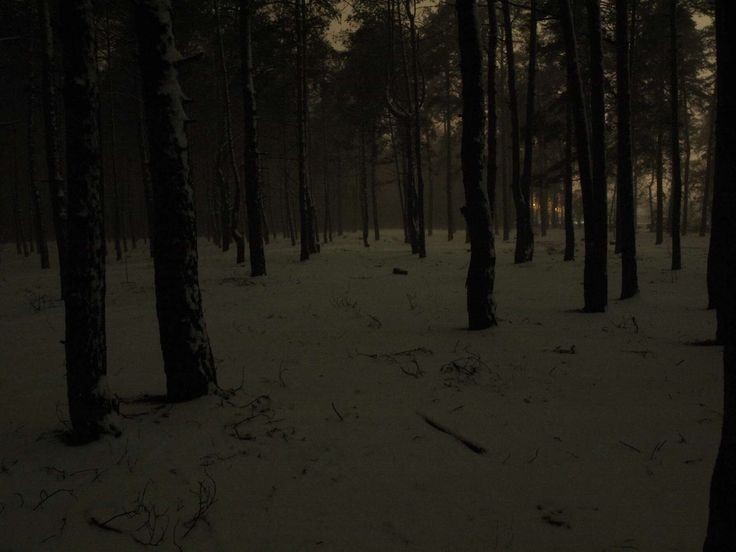 Создать мем: фон темный лес, лес ночью, пейзаж мрачный