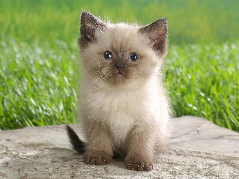 Создать мем: кошечки милые красивые, котик, маленькие котики