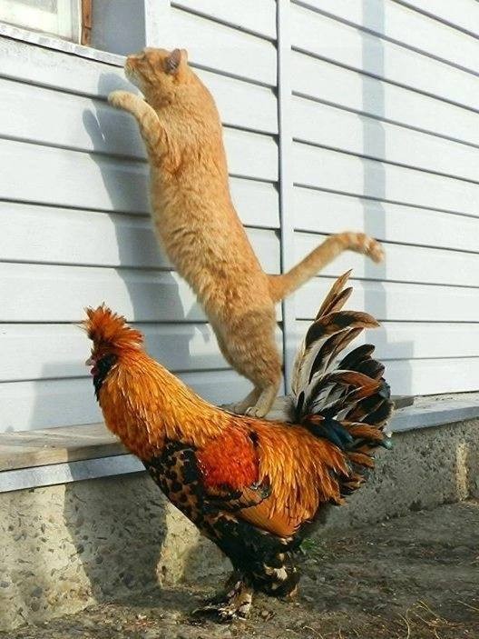 Create meme: rooster , the red-haired rooster, a rooster and a cat