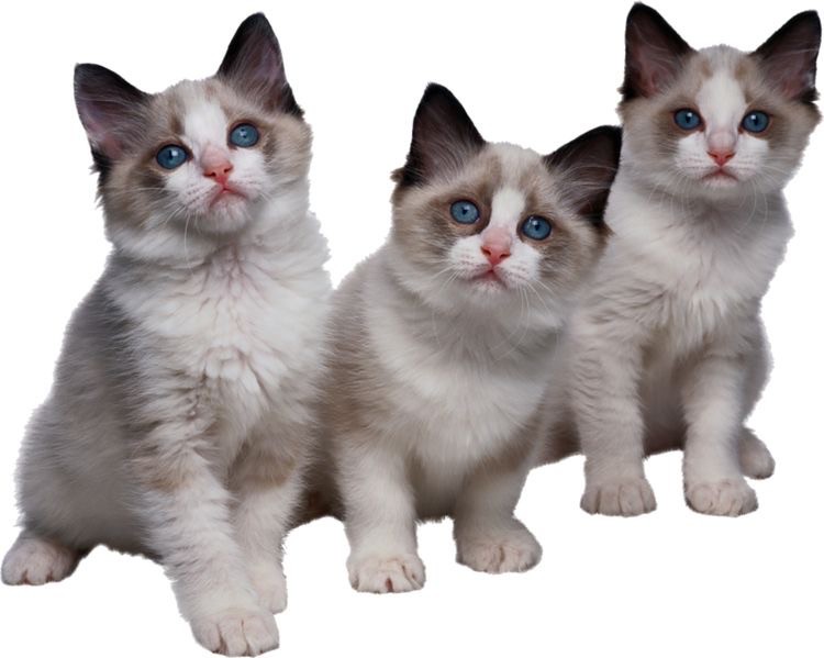Фото кошки на прозрачном фоне