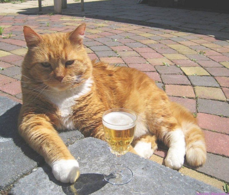 Create meme: cat funny , cat with beer, cat 