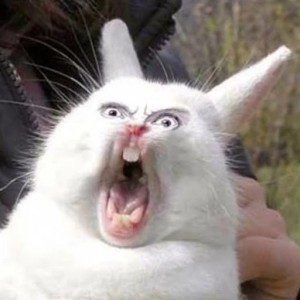 Create meme: bell Bunny meme, screaming rabbit meme, screaming hare