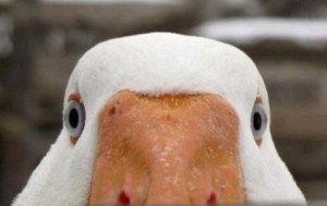 Create meme: photo stoned goose, anatidaephobia, angry goose