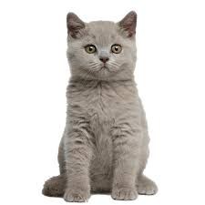 Create meme: british shorthair cat , British Shorthair kittens, British cat 