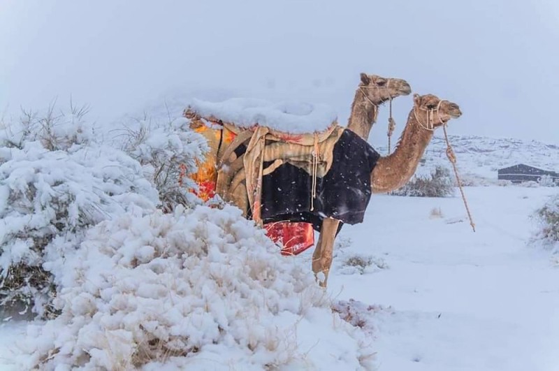 Create meme: Snow in the Sahara desert 2021, snow in the sahara desert, It snowed in the Sahara desert