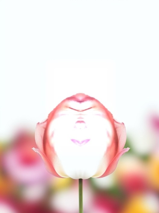 Create meme: pink tulips , tulips , Tulip affaire (triumph)