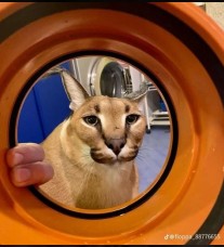 Create meme: caracal floppa, caracal schlepp's cat, Caracal