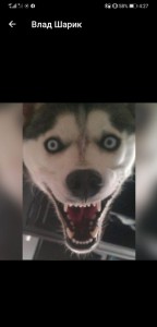 Create meme: smile dog, husky, the screamer smile dog