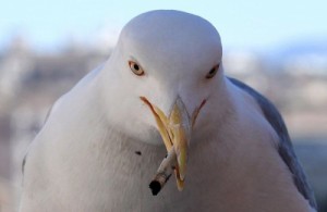 Create meme: birds, seagull, dove