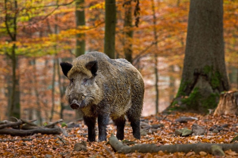 Create meme: wild boar in the forest, wild boar cleaver boar, wild boar cleaver