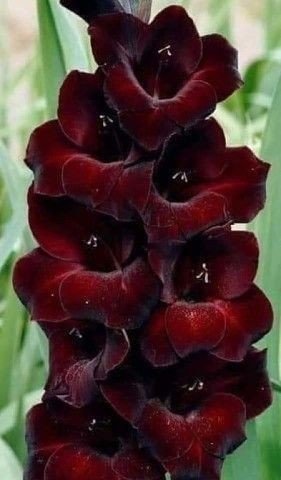 Create meme: gladiolus black sunrise, gladiolus black, gladiolus flower