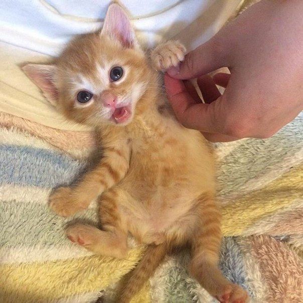 Create meme: kitten redhead, kittens funny , Red kitten 2 months old