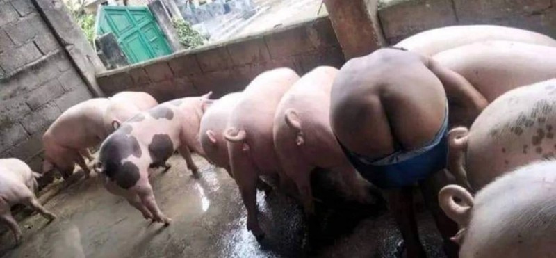 Create meme: pigs, pig's ass, breed of pigs