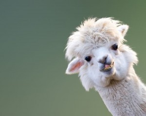 Create meme: animal Alpaca, Alpaca