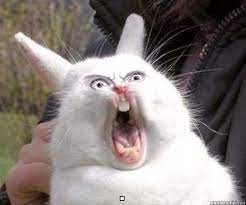 Create meme: the screaming rabbit, screaming hare , evil rabbit