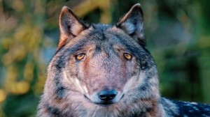 Create meme: wolf, wolf animal, animals wolf