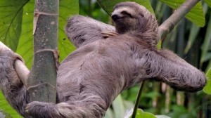 Create meme: the most interesting animal, sloth, sloth sleeps