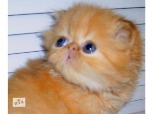 Создать мем: кот рыжий, рыжая персидская кошка, котята персы