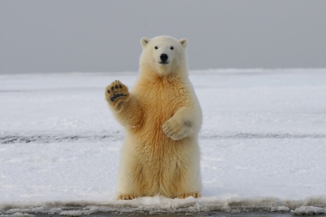 Создать мем: полярный медведь, белый медведь на задних лапах, медведь машет лапой