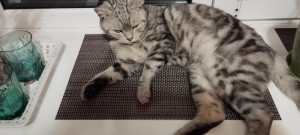 Создать мем: британская кошка мраморная, шотландский скоттиш фолд мраморный, шотландская кошка