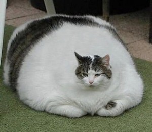 Создать мем: самый толстый кот, толстый кот с круглым лицом, кошка