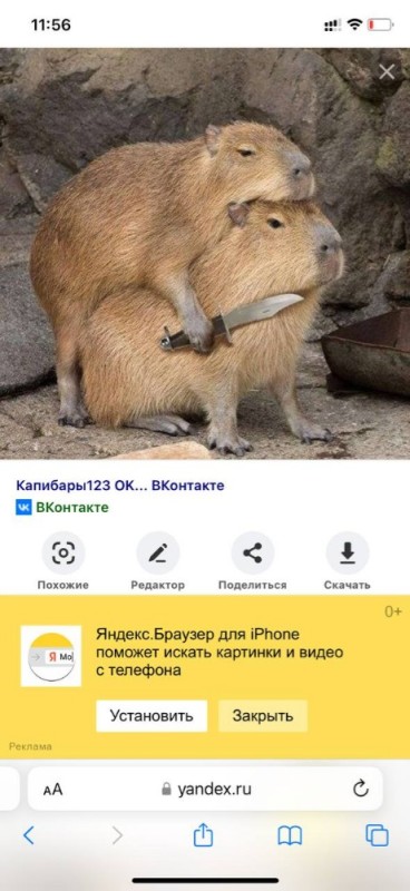 Create meme: rodent capybara, capybaras , capybara memes