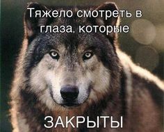 Create meme: meme wolf, lone wolf, the wolf is weaker