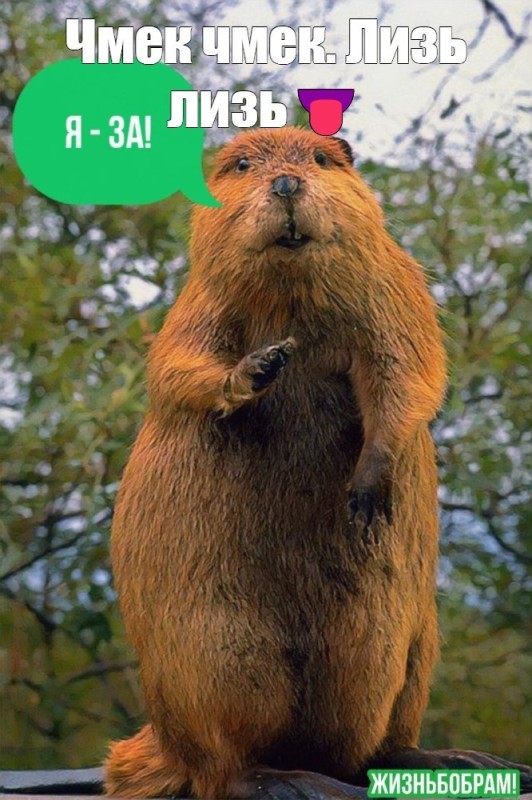 Create meme: common beaver, beavers are funny, all beaver