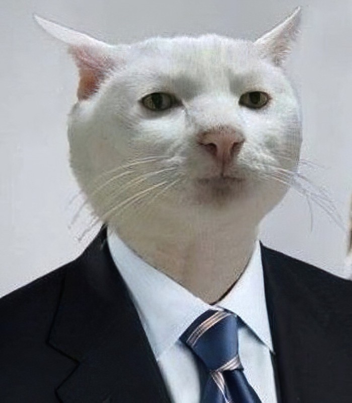 Create meme: serious cat , serious cat , acceptable cat