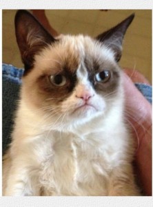 Create meme: generator memes, memes, grumpy cat