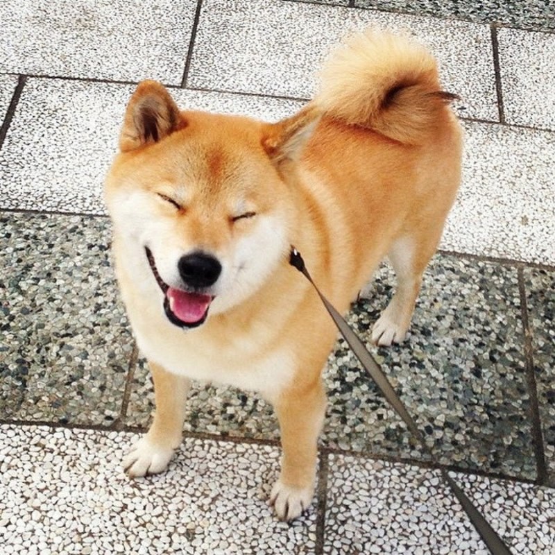 Create meme: dog Akita, shiba shiba inu, siba breed