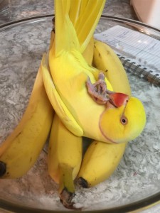 Create meme: bananas, parrot ban, parrots