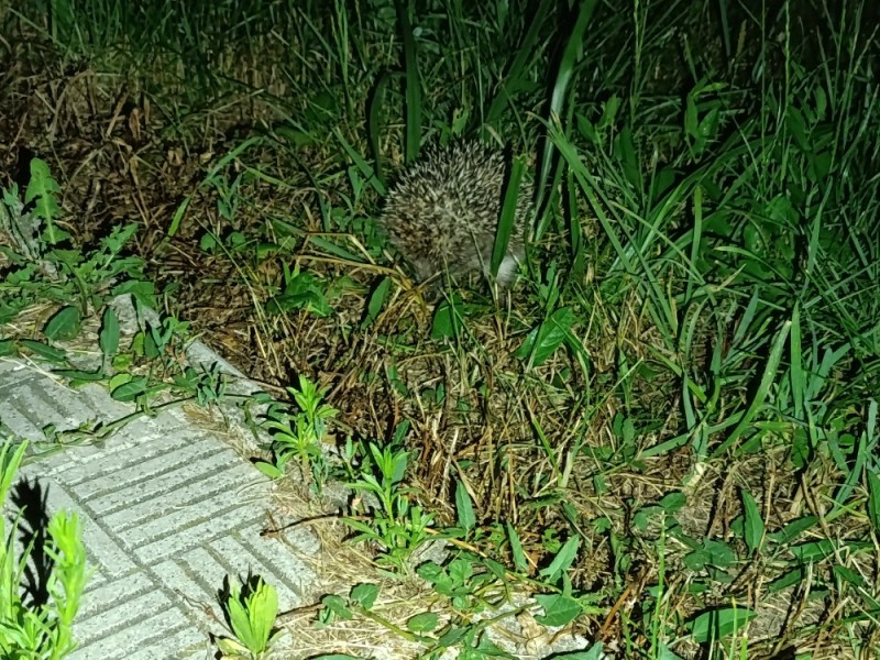 Create meme: hedgehog hedgehogs, hedgehog in the country, the hedgehog on the plot is a sign