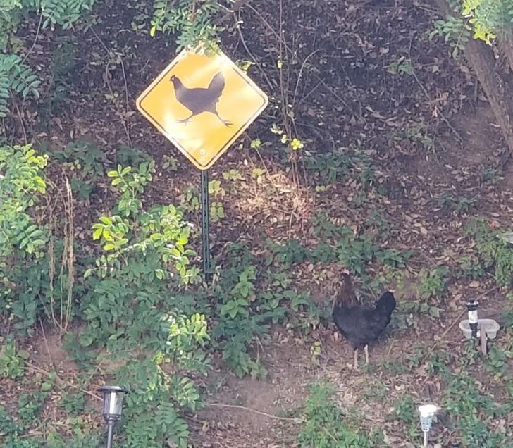 Create meme: chicken sign, why did the chicken cross the road, road sign chicken