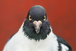 Create meme: pigeons doves, dove common, dove
