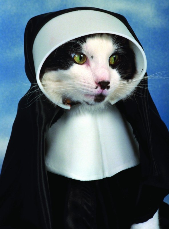 Create meme: The nun's cat, The cat is a nun, nun cats