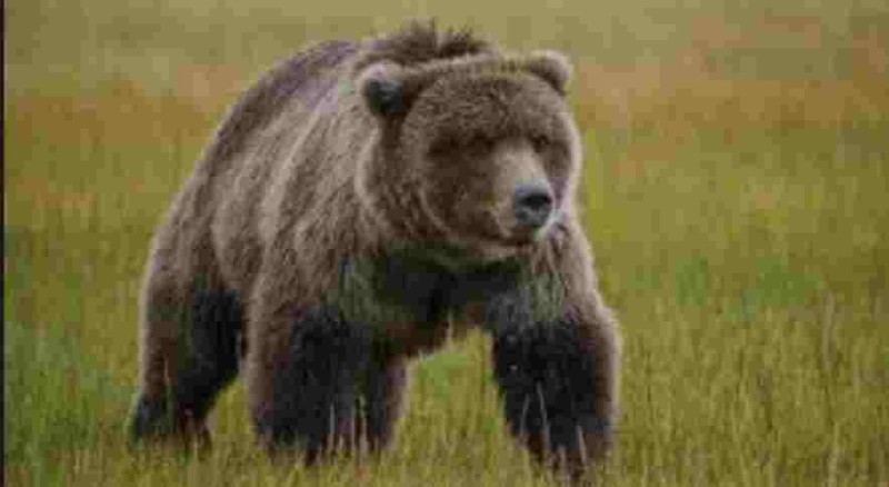 Create meme: grizzly bear , grizzly bear grizzly bear, brown bear